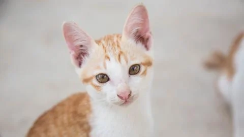 Cute Cat Stock-Fotos