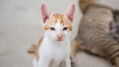 Cute Cat Stock Photos