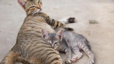 Cute Cat Stock Photos