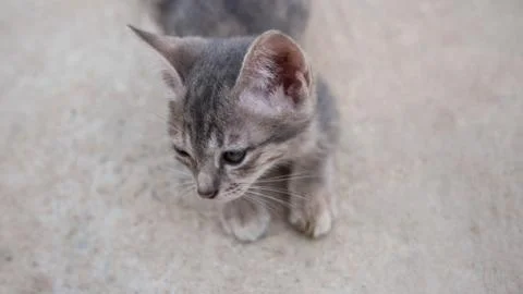 Cute Cat Stock Photos