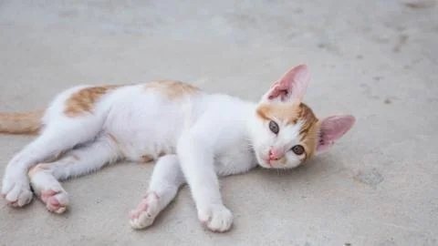 Cute Cat Stock Photos