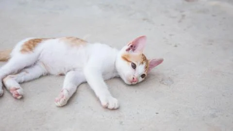 Cute Cat Stock Photos