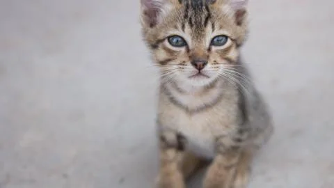 Cute Cat Stock Photos