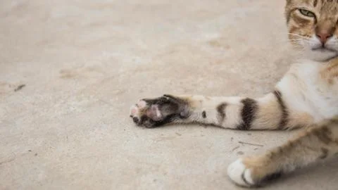 Cute Cat Foto stock