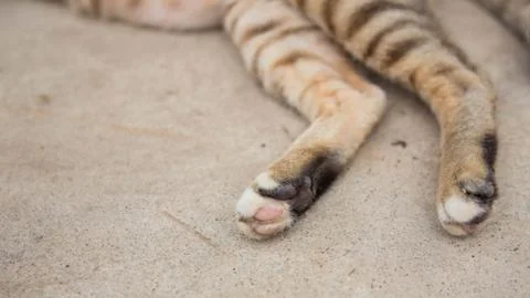 Cute Cat Stock Photos