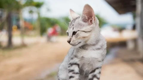 Cute Cat Stock Photos
