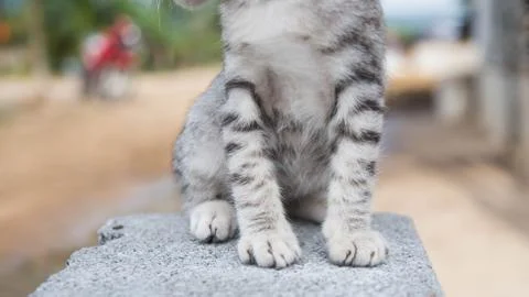 Cute Cat Stock Photos