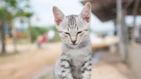 Cute Cat Stock Photos