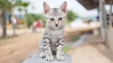 Cute Cat Stock Photos