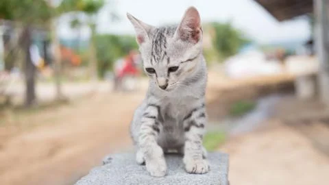 Cute Cat Stock Photos