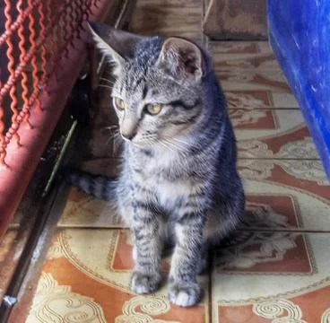 A Cute Cat Stock Photos