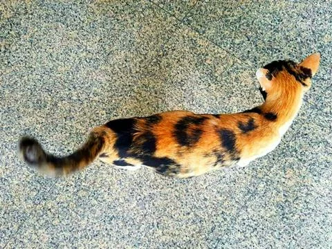 A Cute Cat Stock Photos