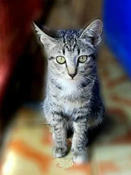 A Cute Cat Stock Photos