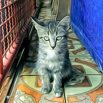 A Cute Cat Stock Photos