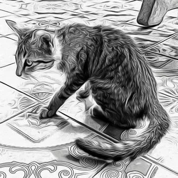 A Cute Cat Stock Photos