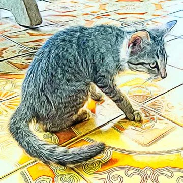 A Cute Cat Stock Photos