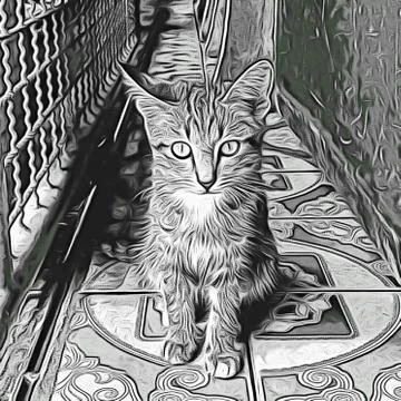 A Cute Cat Stock Photos