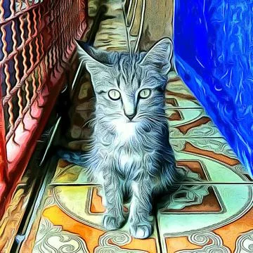 A Cute Cat Stock Photos