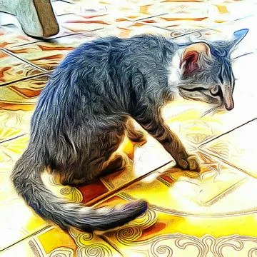 A Cute Cat Stock Photos