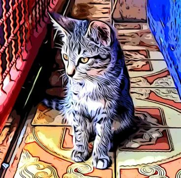 A Cute Cat Stock Photos