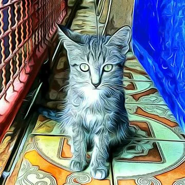 A Cute Cat Stock Photos