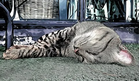 A Cute Cat Stock Photos