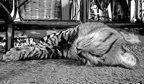 A Cute Cat Stock Photos