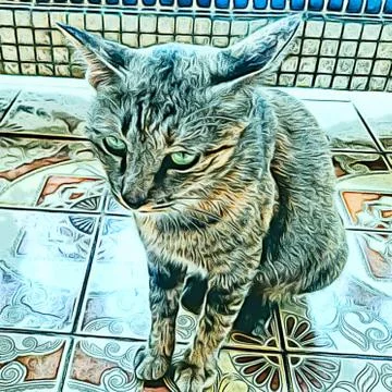 A Cute Cat Stock Photos