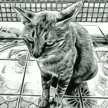 A Cute Cat Stock Photos