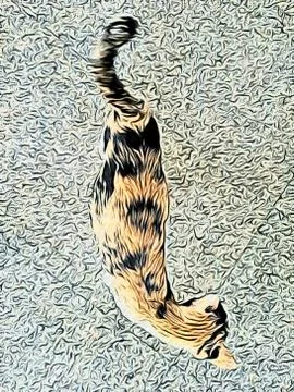 A Cute Cat Stock Photos