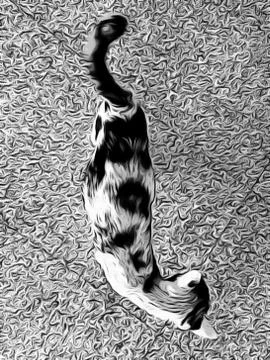 A Cute Cat Stock Photos