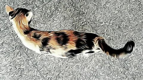 A Cute Cat Stock Photos