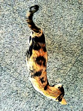 A Cute Cat Stock Photos