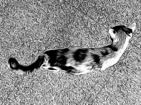 A Cute Cat Stock Photos