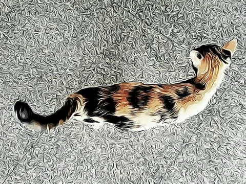 A Cute Cat Stock Photos