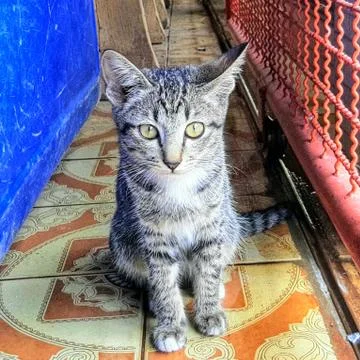 A Cute Cat Stock Photos