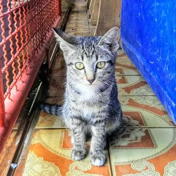 A Cute Cat Stock Photos