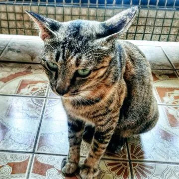 A Cute Cat Stock Photos