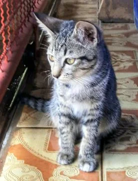 A Cute Cat Stock Photos