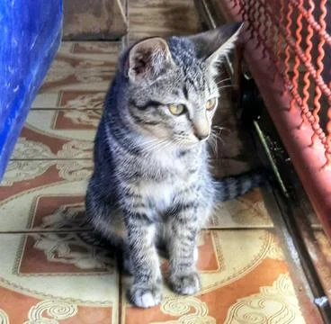 A Cute Cat Stock Photos