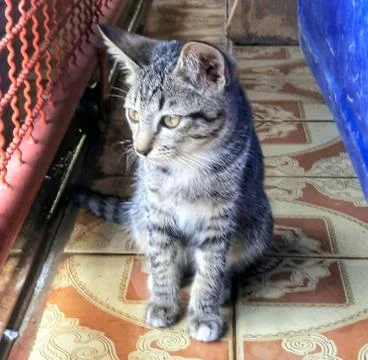 A Cute Cat Stock Photos