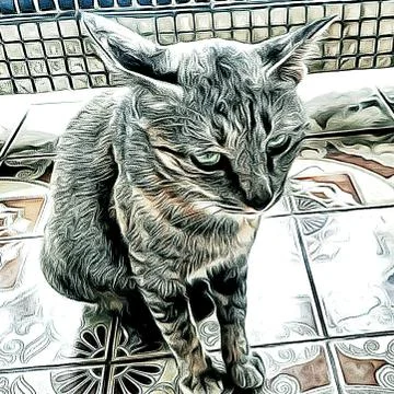 A Cute Cat Stock Photos