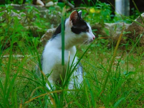 Cute cat Foto stock