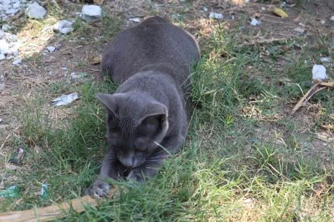 Cute cat Stock-Fotos