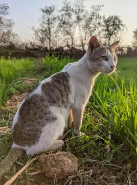 A cute Cat Stock Photos