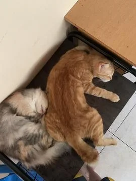 Cute Cat 库存照片