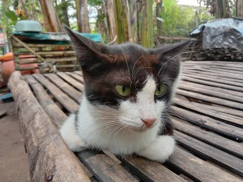 Cute cat Stock Photos