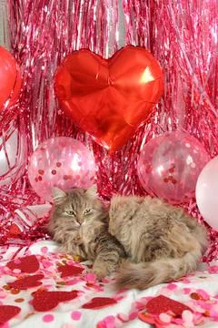 Cute cat Stock Photos