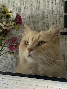 Cute cat Fotos de archivo