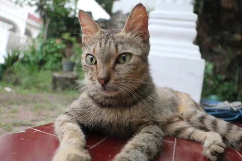 Cute Cat Stock Photos